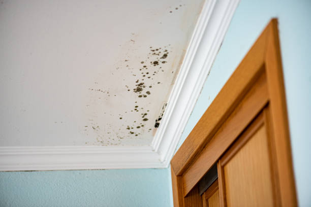 Best Emergency Mold Removal  in Upper Fruitland, NM