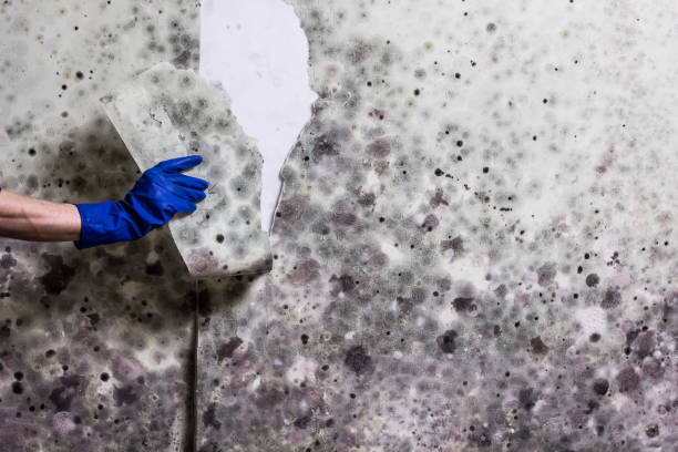Best Certified Mold Removal  in Upper Fruitland, NM